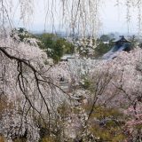 天龍寺の桜