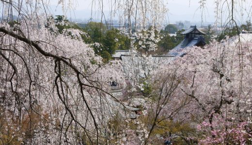 天龍寺の桜