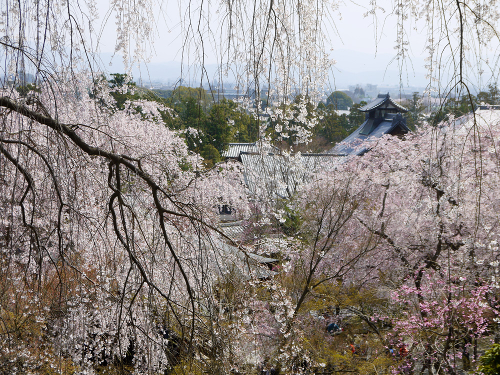 天龍寺の桜