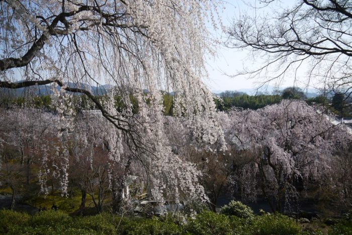 天龍寺の桜