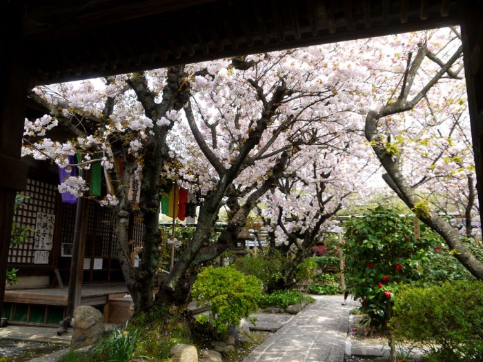 雨宝院の桜