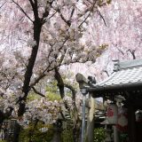 雨宝院の桜