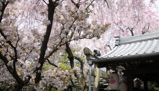 雨宝院の桜