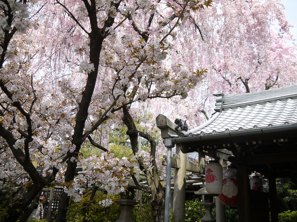 雨宝院の桜