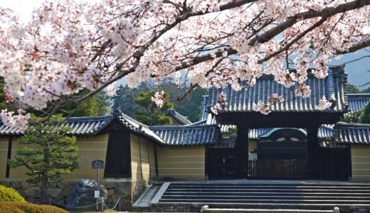 随心院の桜