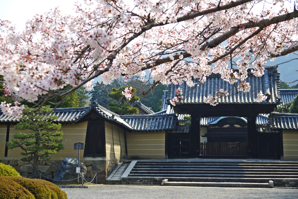 随心院の桜