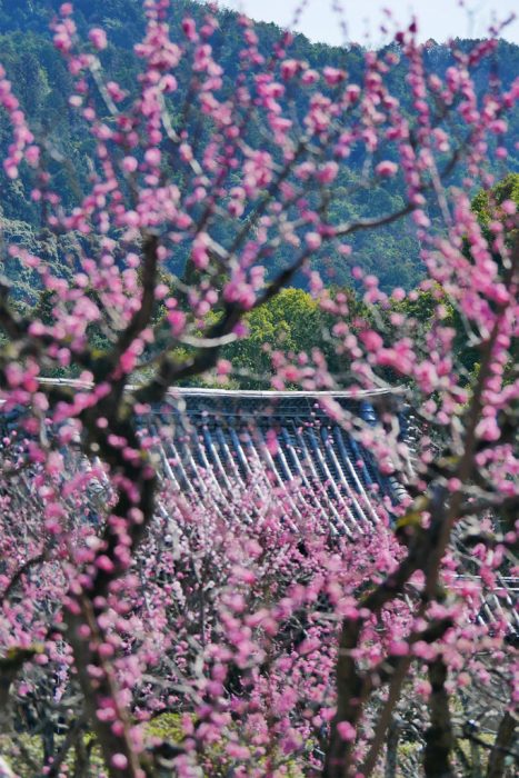 随心院の梅