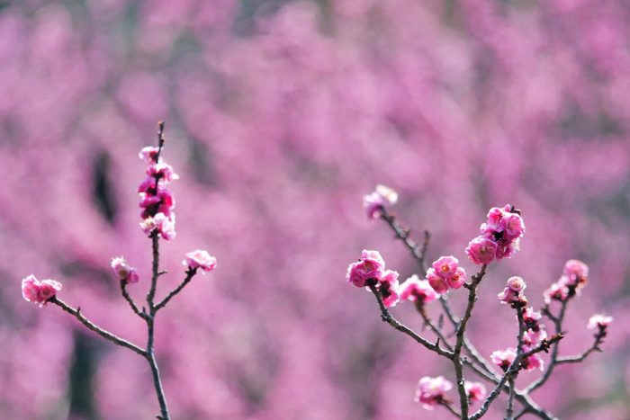 随心院の梅