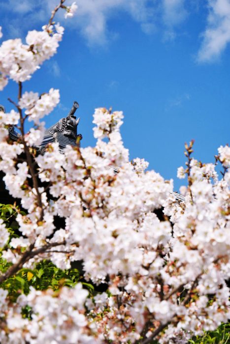 随心院の桜