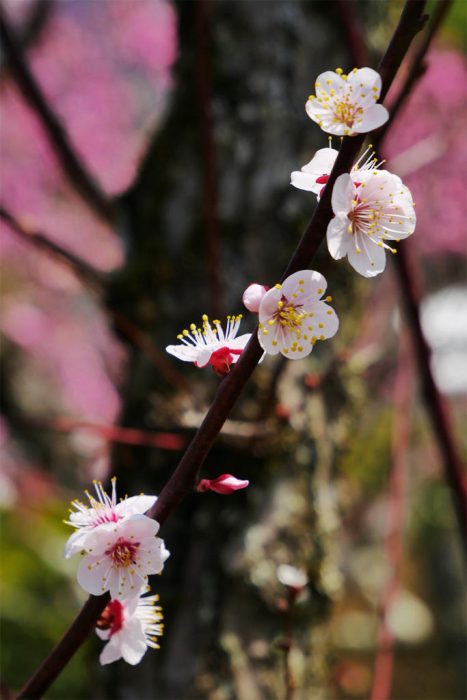 随心院の桜