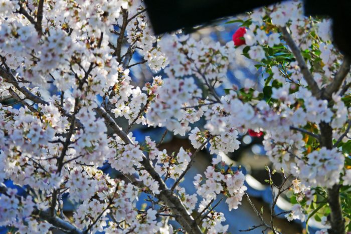 随心院の桜
