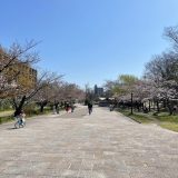 梅小路公園の桜