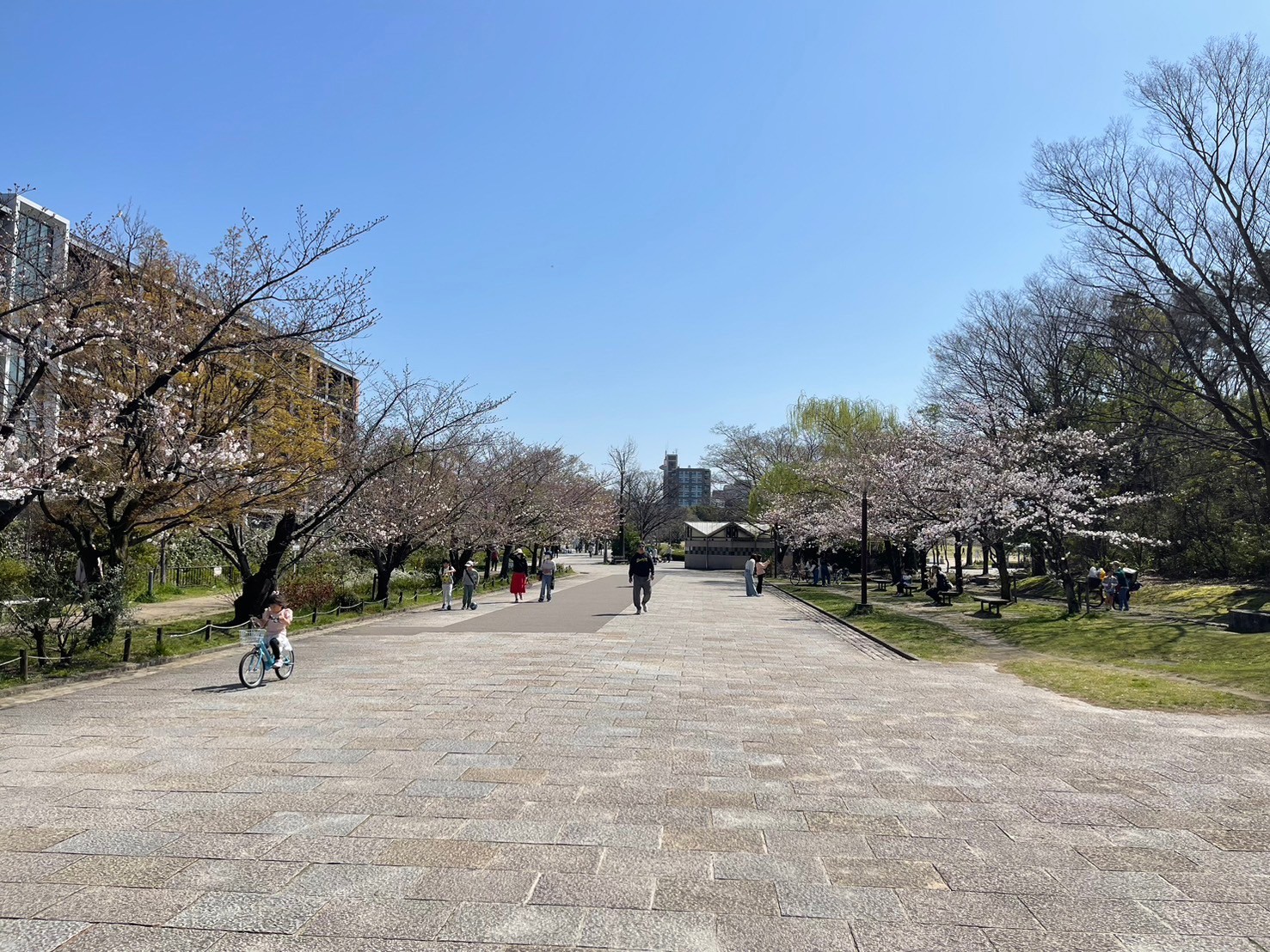 梅小路公園の桜