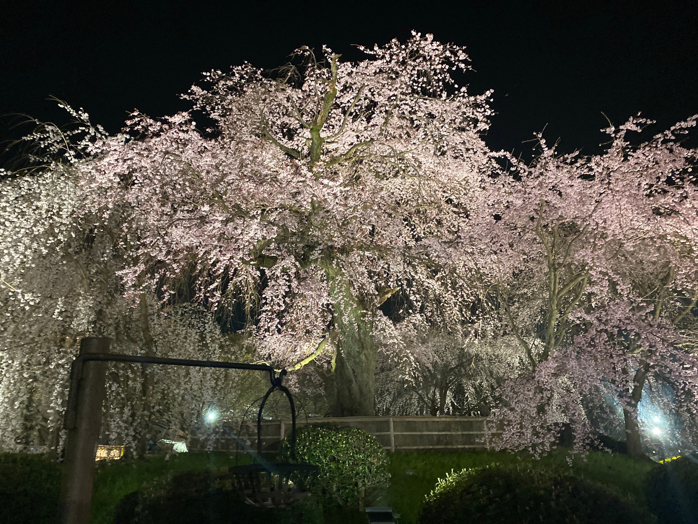 円山公園の夜桜