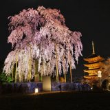 東寺の夜桜