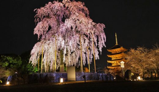 東寺の夜桜