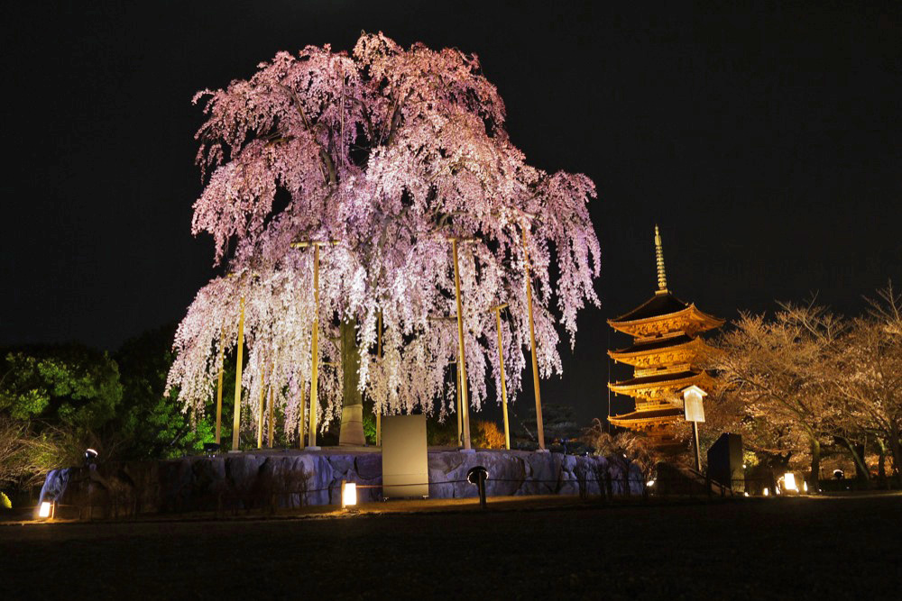 東寺の夜桜